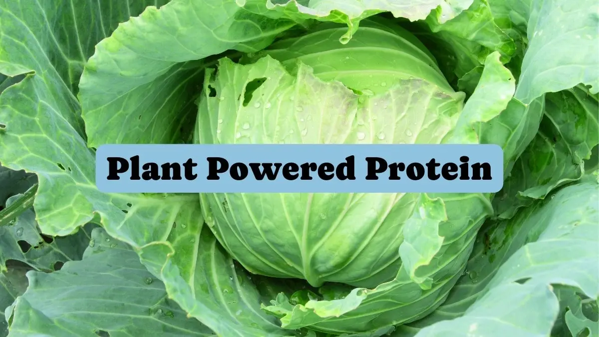 Plant Powered Protein